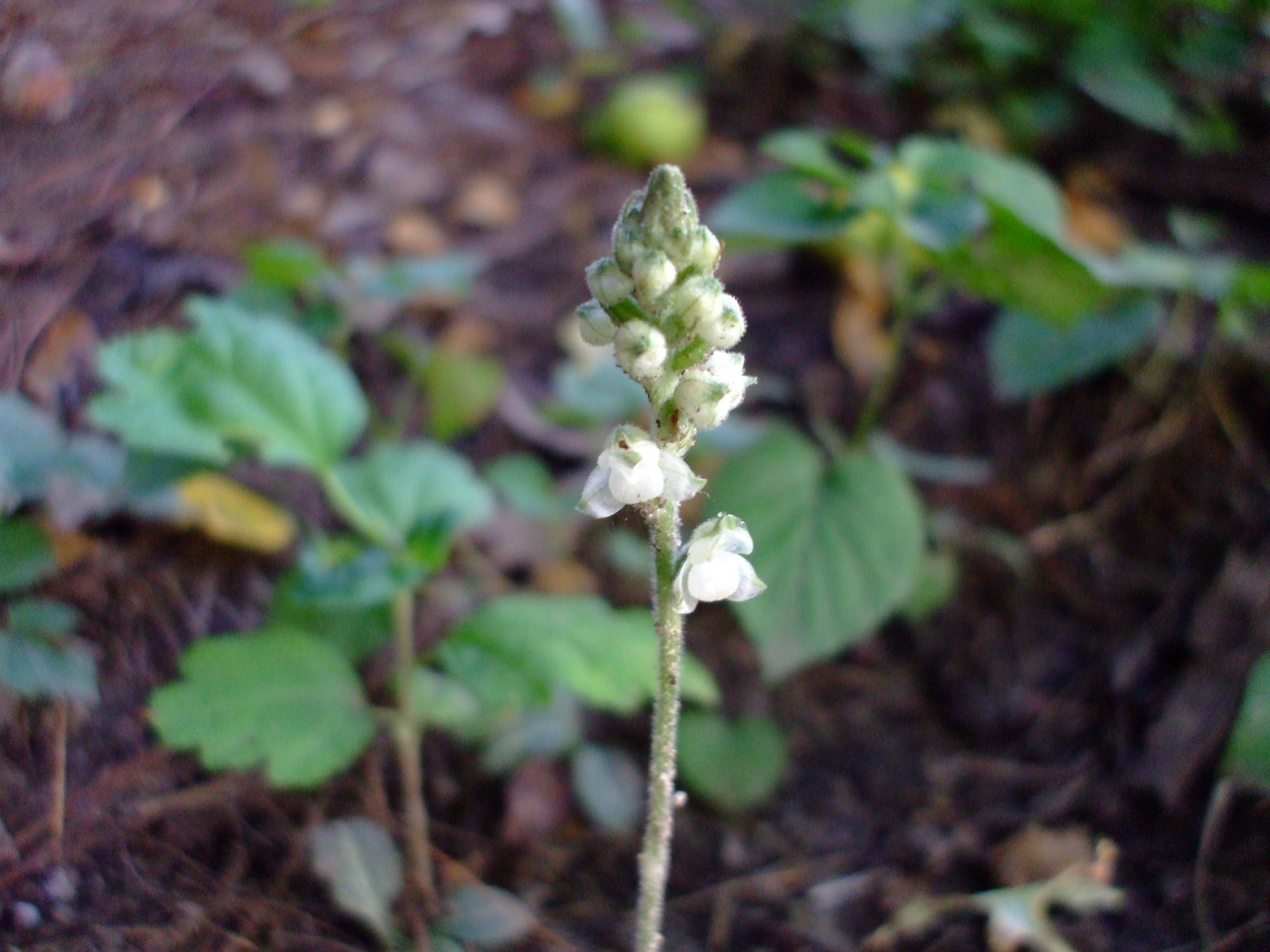 Goodyera pubescens